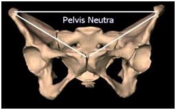 Pelvis Neutra 